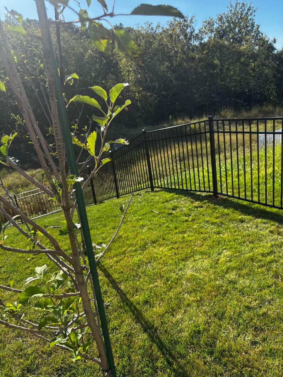 Full Lawn Renovation